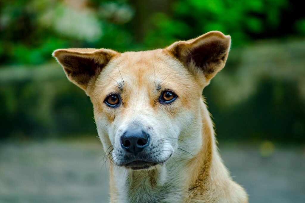 Como calcular a idade do seu cão? 2 calcular a idade do seu cão